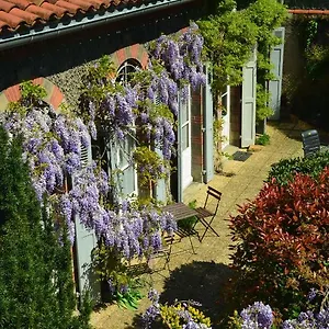 Wistéria , Mazamet France